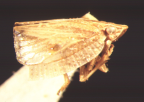 <I>Mimophantia stictica </I>(Melichar), adult