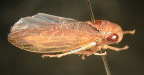<I>Austroagalloides obliquus</I> (Walker), adult female.