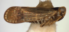 <i>Leptolamia praetextata</i> (Jacobi), colour variant