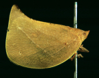 <i>Geraldtonia protea</i> Distant, type species of <i>Geraldtonia</i>.
