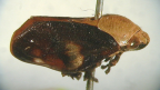 <I>Chaetophyes compacta</I> (Walker), adult female.