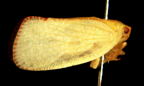 <I>Siphanta lucindae </I>Kirkaldy, adult