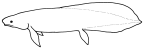 Ceratodontidae