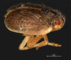 <i>Budginmaya eulae</i> Fletcher & Moir, type species of <i>Budginmaya</i>.