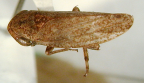 <I>Putoniessa dignissima</I> Kirkaldy, adult male.