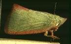 <i>Colgar peracutum</i> (Walker), the citrus planthopper