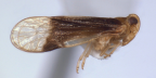 <i>Leptolamia praetextata</i> (Jacobi), adult male