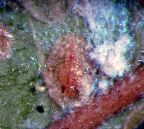 Habitus puparia of <I>Dialeuropora decempuncta </I>close up
