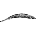 <I>Epigonichthys lucayanum</I> (Andrews, 1893)