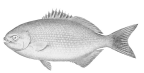 <I>Kyphosus bigibbus</I>, holotype of <I>Kyphosus gibsoni</I>