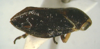 <I>Chaetophyes compacta</I> (Walker), adult male.