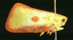 <i>Lesabes handschini</i> (Lallemand), type species of <i>Lesabes</i>.