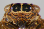 <i>Gelastopsis modestus</i> (Jacobi), face of adult