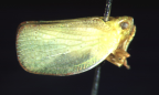 <I>Siphanta granulicollis </I>(Stål), adult
