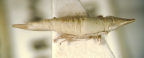 <i>Stenogiffardia parvula</i> (Kirkaldy), type species of <i>Stenogiffardia</i> Evans.