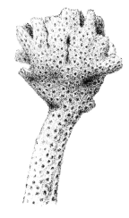 Coral gall in which <em>Hapalocarcinus marsupialis</em> lives, encapsulated [from Calman 1900: pl. 3 fig. 39]