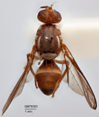 <i>Dacus (Bactrocera) russeolus</i> Holotype