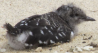 Sooty Tern chick, Lord Howe Island, December 2011