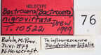 <i>Bactrocera (Bactrocera) nigrovittata</i> Holotype label