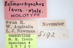 <i>Ectinorhynchus levis</i> Holotype label