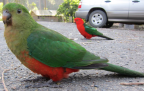 Australian King Parrots, female or immature and male, Pebbly Beach, NSW