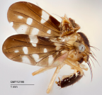 <i>Micronevrina montana</i> Holotype