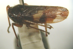 <i>Pogonoscopus myrmex</i> China, type species of <i>Pogonoscopus</i> China.