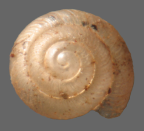 <em>Pseudiotula eurysiana</em>, dorsal view. Diameter of shell: 1.3mm.