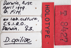 <i>Dacus (Bactrocera) opiliae</i> Holotype label