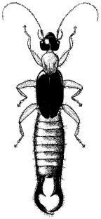 Spongiphoridae