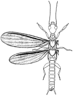 Oligotomidae