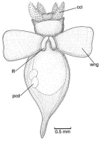 Family Clionidae. <i>Paraclione longicaudata</i>.(from Beesley, Ross & Wells 1998) [L. Newman]