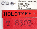 <i>Dacus (Bactrocera) russeolus</i> Holotype label