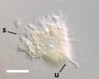 Flamella sp. trophozoite, moving toward upper left, showing subpseodopodia (s) and posterior uroid (u). Scale = 10μm