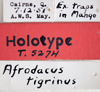 <i>Afrodacus tigrinus</i> Holotype label