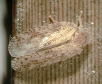 <i>Jamella australiae</i> Kirkaldy, type species of <i>Jamella</i>.