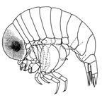 <I>Brachyscelus globiceps</I>