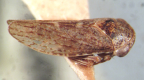 <i>Ipoides loranthae</i> Evans, adult.