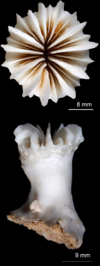Calicular and lateral views of Javania insignis