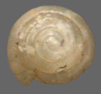 <em>Miselaoma sinistra</em>, dorsal view.
Diameter of shell: 1.2mm.