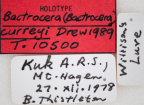 <i>Bactrocera (Bactrocera) curreyi</i> Holotype label