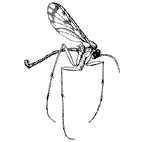 Keroplatidae