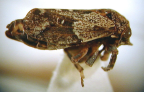 <i>Cornutipo scalpellum</i> Evans, type species of <i>Cornutipo</i> Evans.