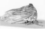<I>Protinotus doddi</I> (Distant), holotype female.