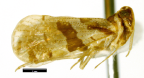 <i>Andes turrondi</i> Löcker, adult