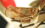<i>Loralia pulcherrima</i> Evans, type species of <i>Loralia</i> Evans.