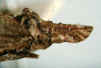 <I>Ledrospella monstrosa</I> (Evans), lateral view of head and pronotum.