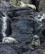 Australian fur seals <i>Arctocephalus pusillus</i>