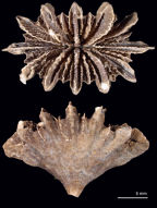 Calicular and lateral views of Flabellum (U.) deludens