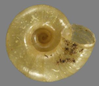 <em>Umbilidelos manierorum</em>, ventral view.